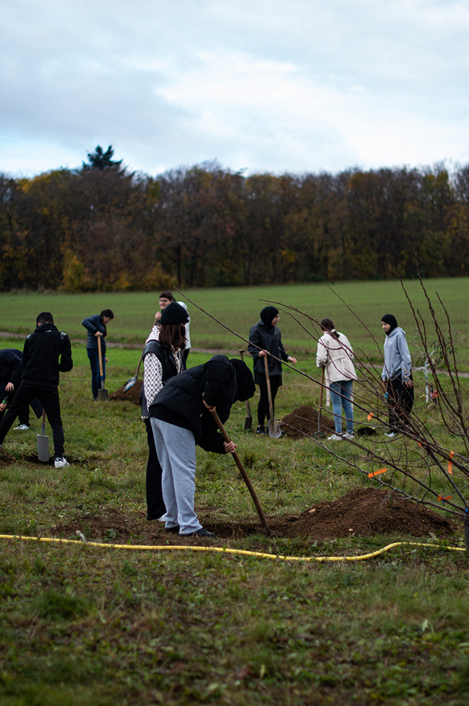 Eine Schülerin gräbt ein Loch bei der Obstbaumpflanzung