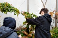 Projekt Grüne Schule: klimaangepasste Pflanzen auf dem Rooftopclassroom
