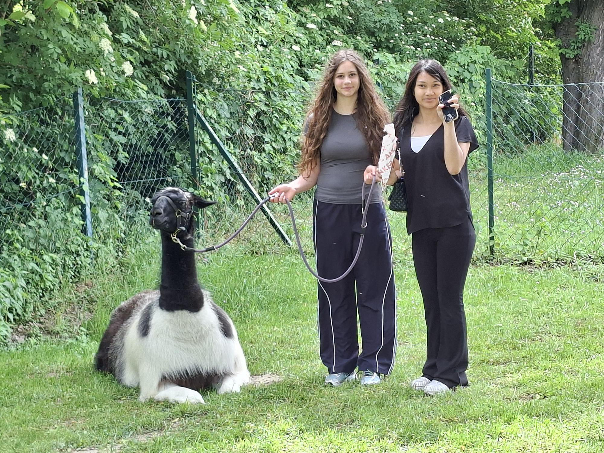 Alpacamino- Lama- und Alpakawanderung der 1HWD