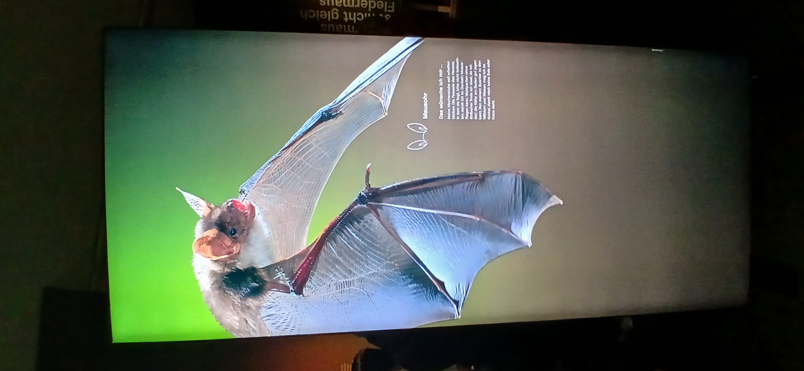 Die 2FWA besuchte Anfang Dezember die faszinierende Ausstellung „Tiere der Nacht" im Landesmuseum Niederösterreich in St. Pölten. Die Ausstellung zeigt die verborgene Welt der nachtaktiven Tiere. Zu sehen waren unter anderem Präparate von Eulen, Fledermäusen, Füchsen und Siebenschläfern, aber auch Informationen über Nachtfalter, Spinnen, Glühwürmchen und Frösche. Besonders spannend waren die interaktiven Stationen, die erklärten, wie sich nachtaktive Tiere an das Leben in der Dunkelheit angepasst haben. Wir lernten, dass Fledermäuse sich mittels Echoortung orientieren, Nachtfalter im Dunkeln Farben sehen können und viele Tiere hochsensible Tasthaare besitzen, um Vibrationen wahrzunehmen. Auch die Vorteile des nächtlichen Lebens – weniger Konkurrenz um Nahrung, Schutz vor Fressfeinden und kühlere Temperaturen – wurden anschaulich erklärt. Die multimediale Gestaltung mit beleuchteten Infosäulen und großformatigen Darstellungen machte die Ausstellung besonders eindrucksvoll. Ein Guide führte uns durch die verschiedenen Stationen und beantwortete unsere Fragen. Wir danken dem Landesmuseum Niederösterreich für diesen lehrreichen und spannenden Einblick in die faszinierende Welt der Nachttiere!