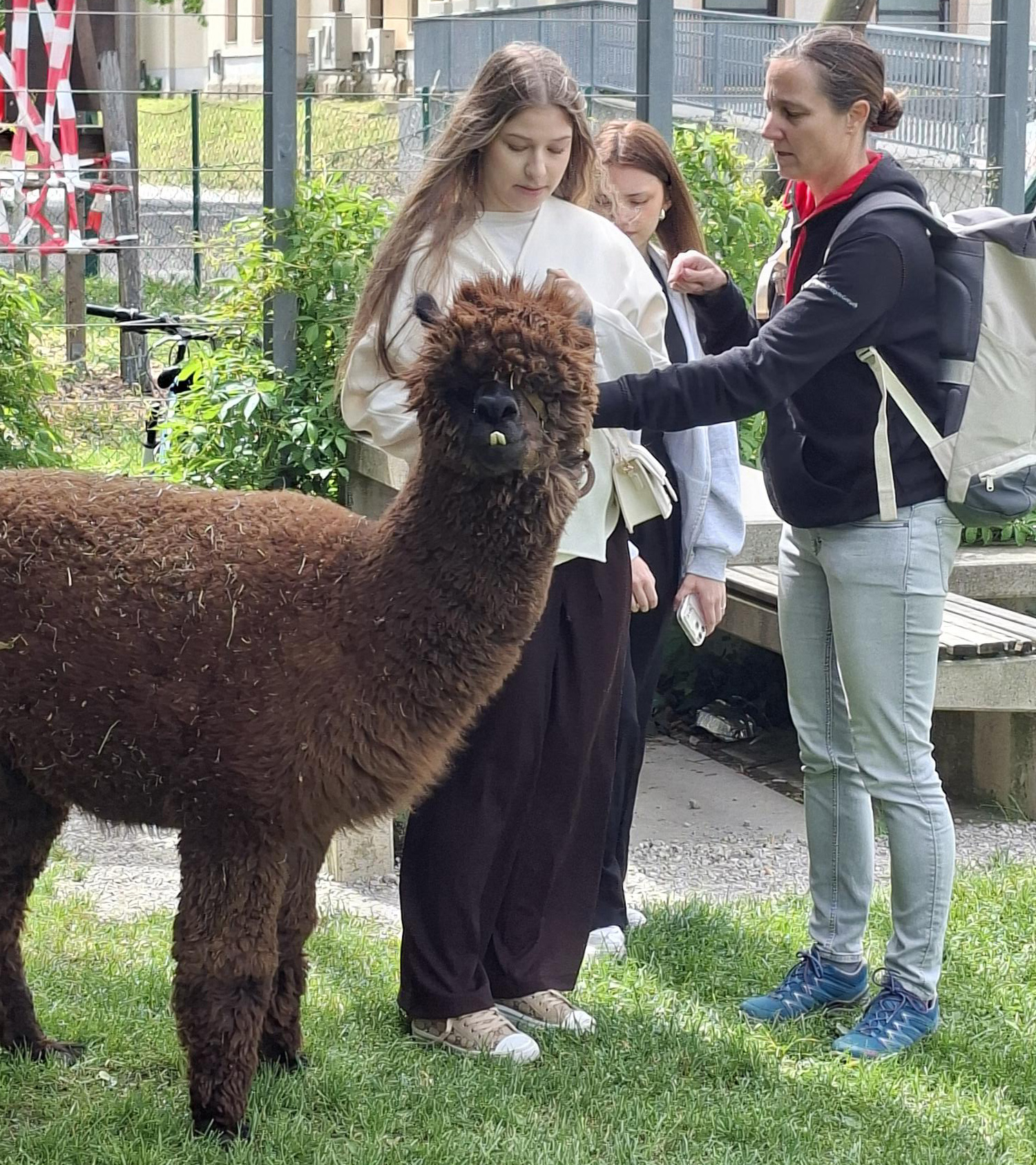 Alpacamino- Lama- und Alpakawanderung der 1HWD