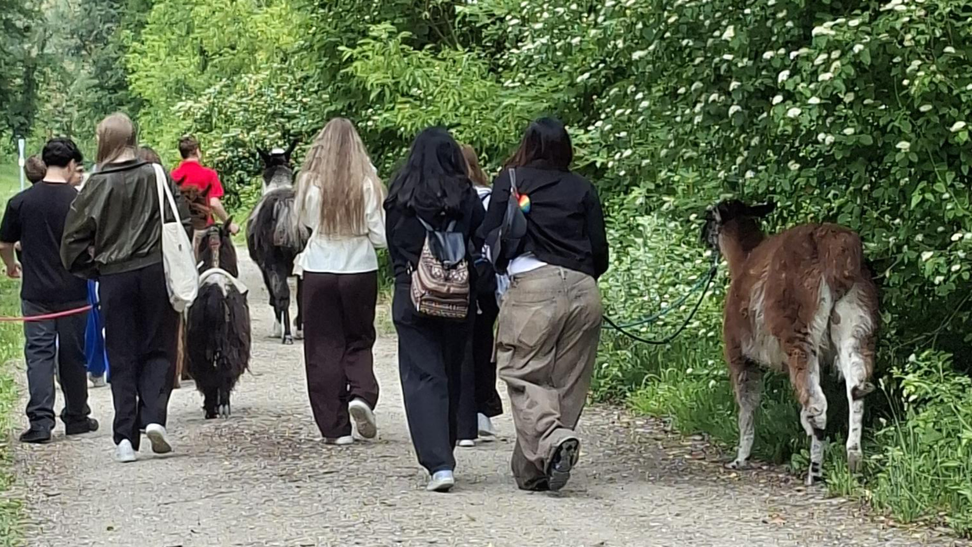 Alpacamino- Lama- und Alpakawanderung der 1HWD