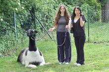 Alpacamino- Lama- und Alpakawanderung der 1HWD