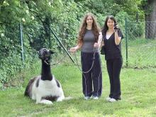 Alpacamino- Lama- und Alpakawanderung der 1HWD